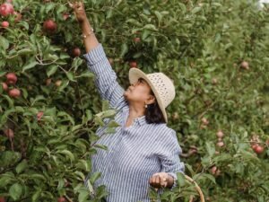 Top Farms Hiring for Canada 2024 Fruit Picking Meta Description