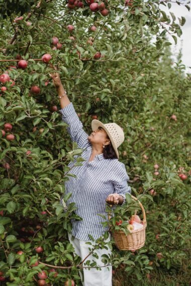 Top Farms Hiring for Canada 2024 Fruit Picking Meta Description